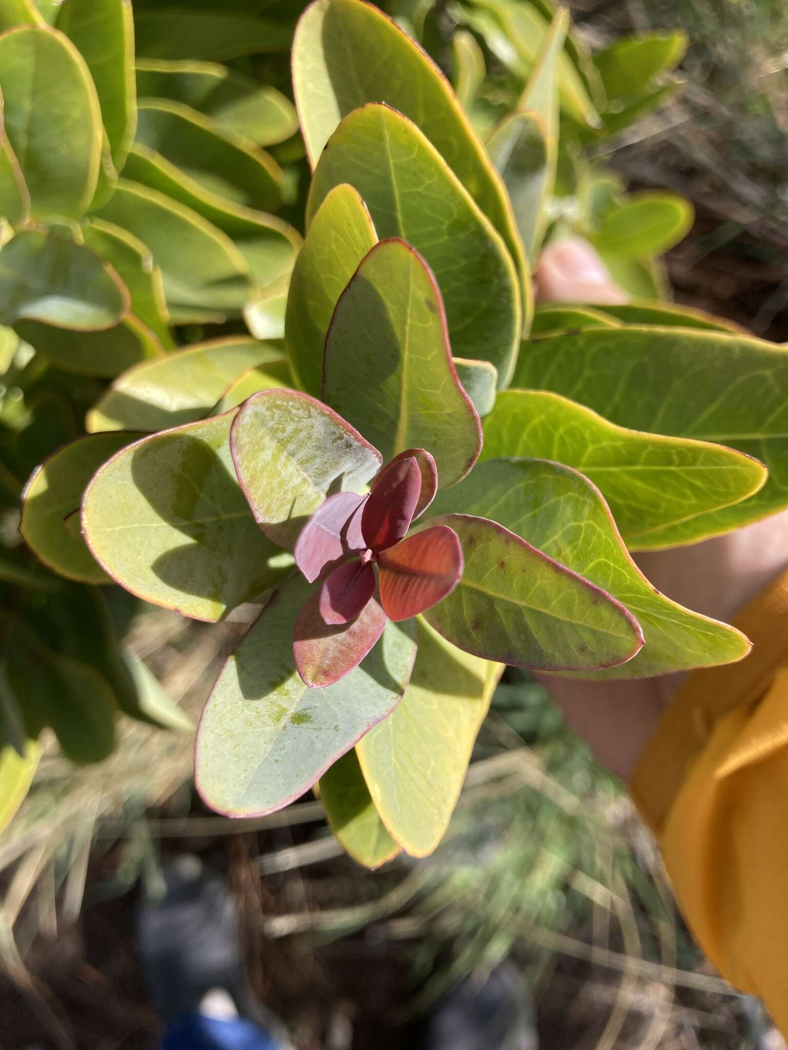 Image of mountain sandalwood