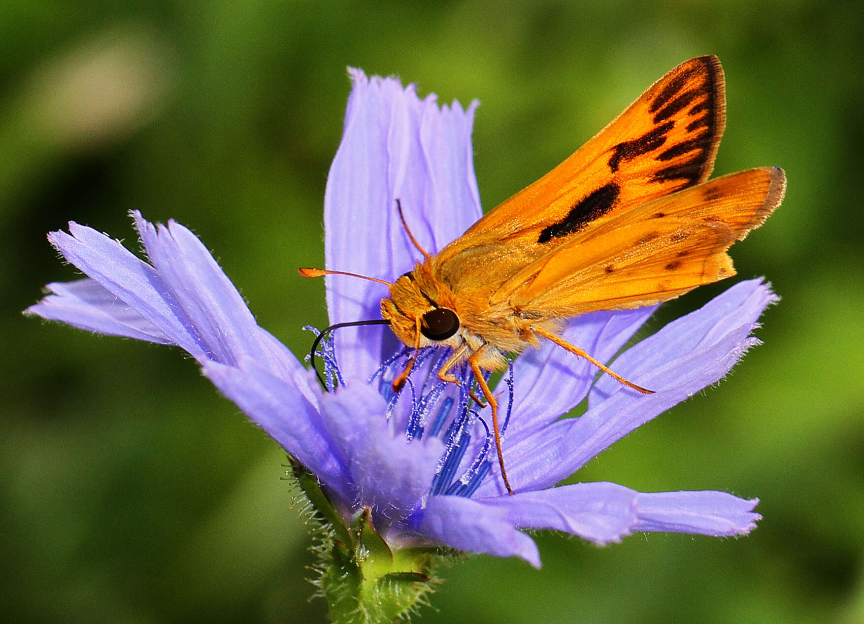 Image of Hylephila phyleus