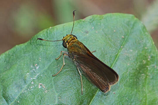 Image of Dun Sedge Skipper