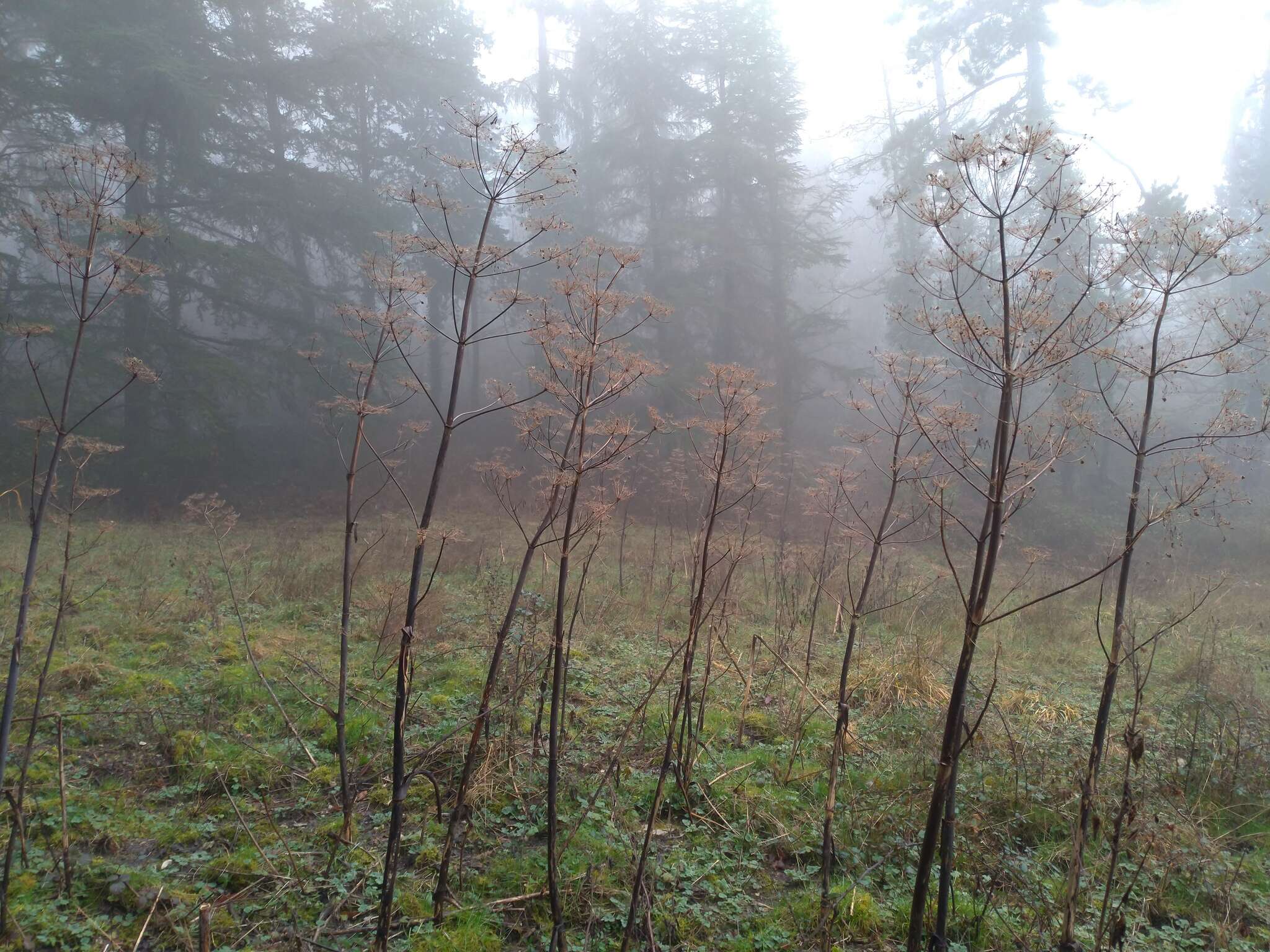 Imagem de Tommasinia verticillaris (Mill.) Bertol.