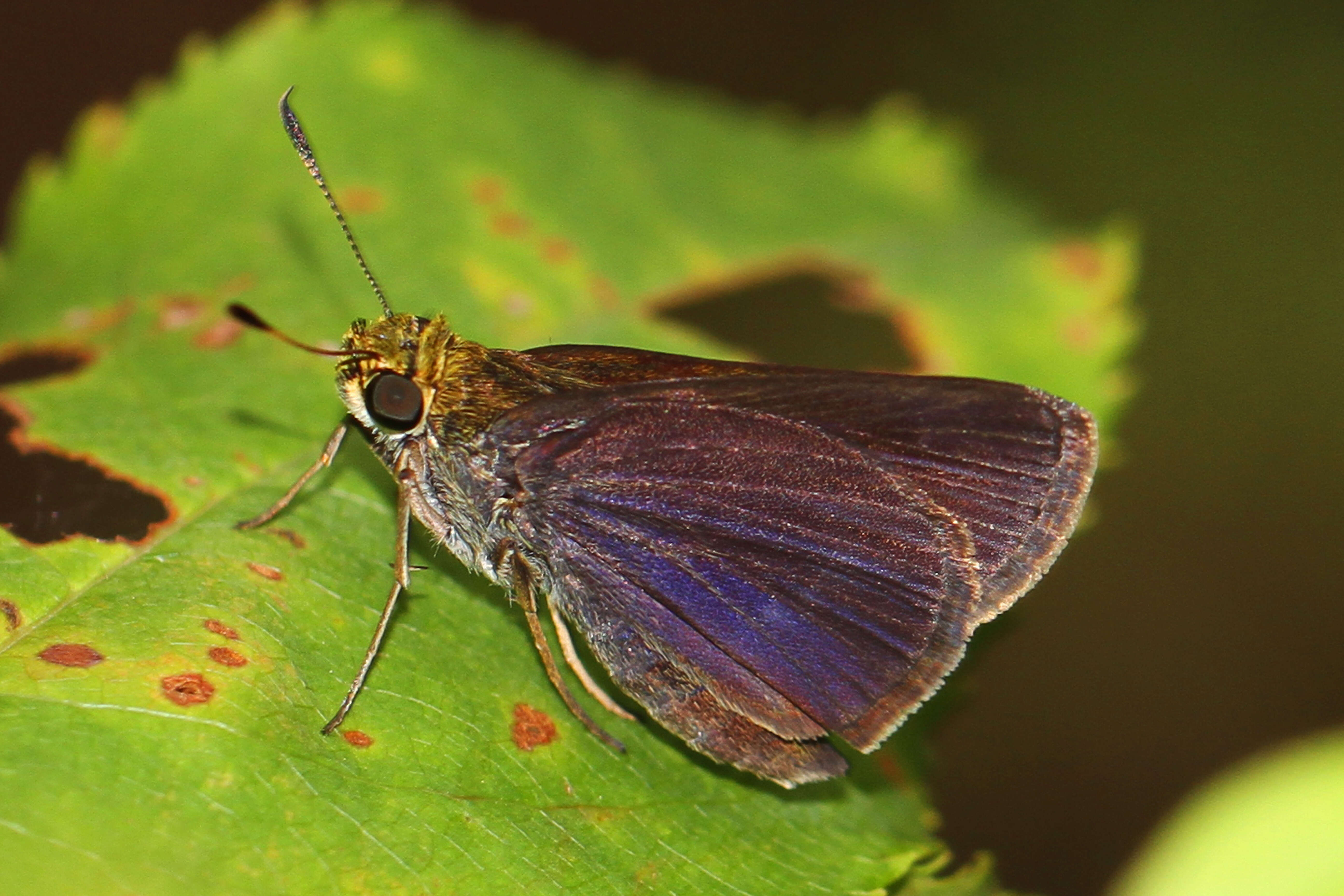 Image of Dun Sedge Skipper