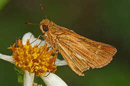 Image of Salt Marsh Skipper