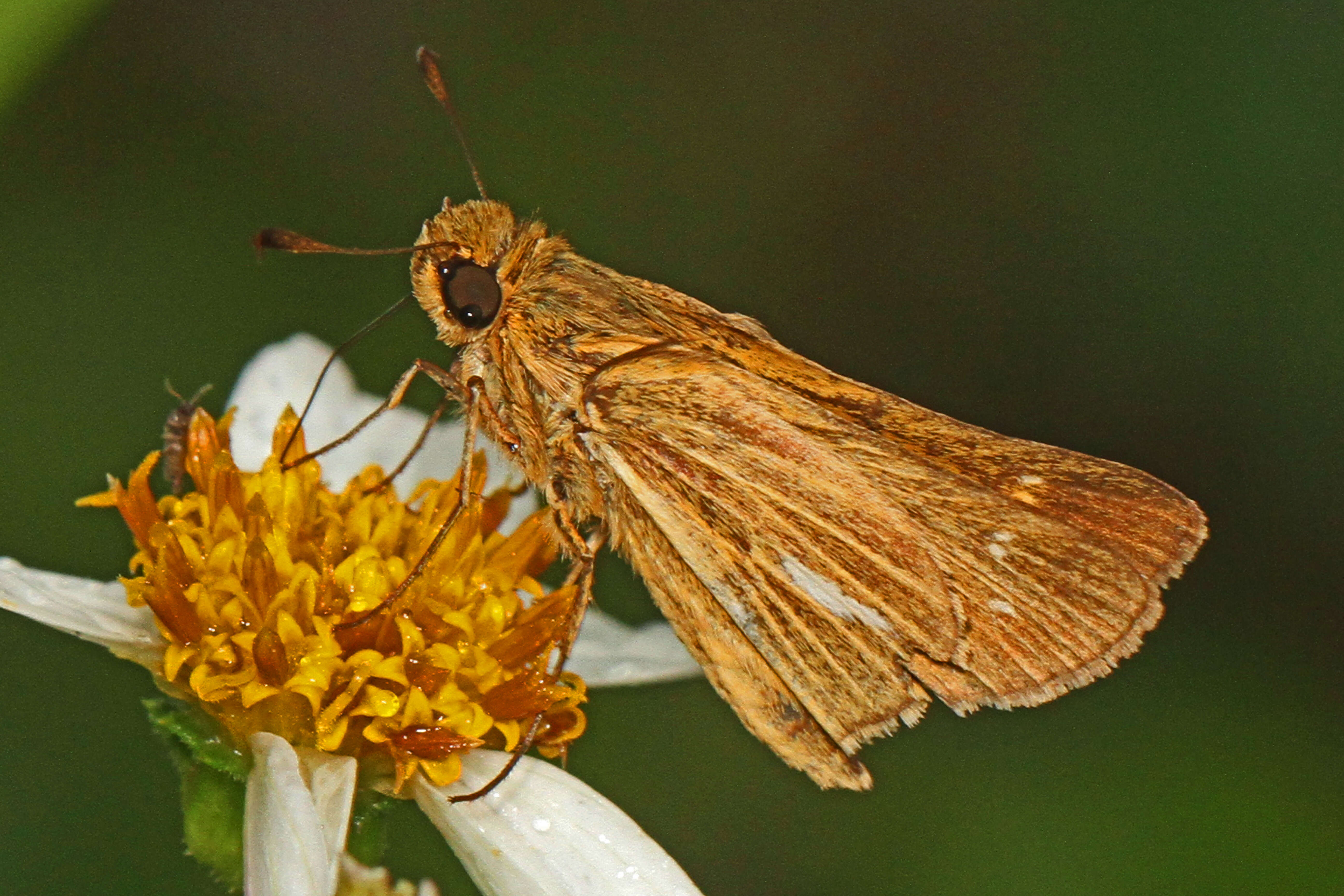 Image of Salt Marsh Skipper