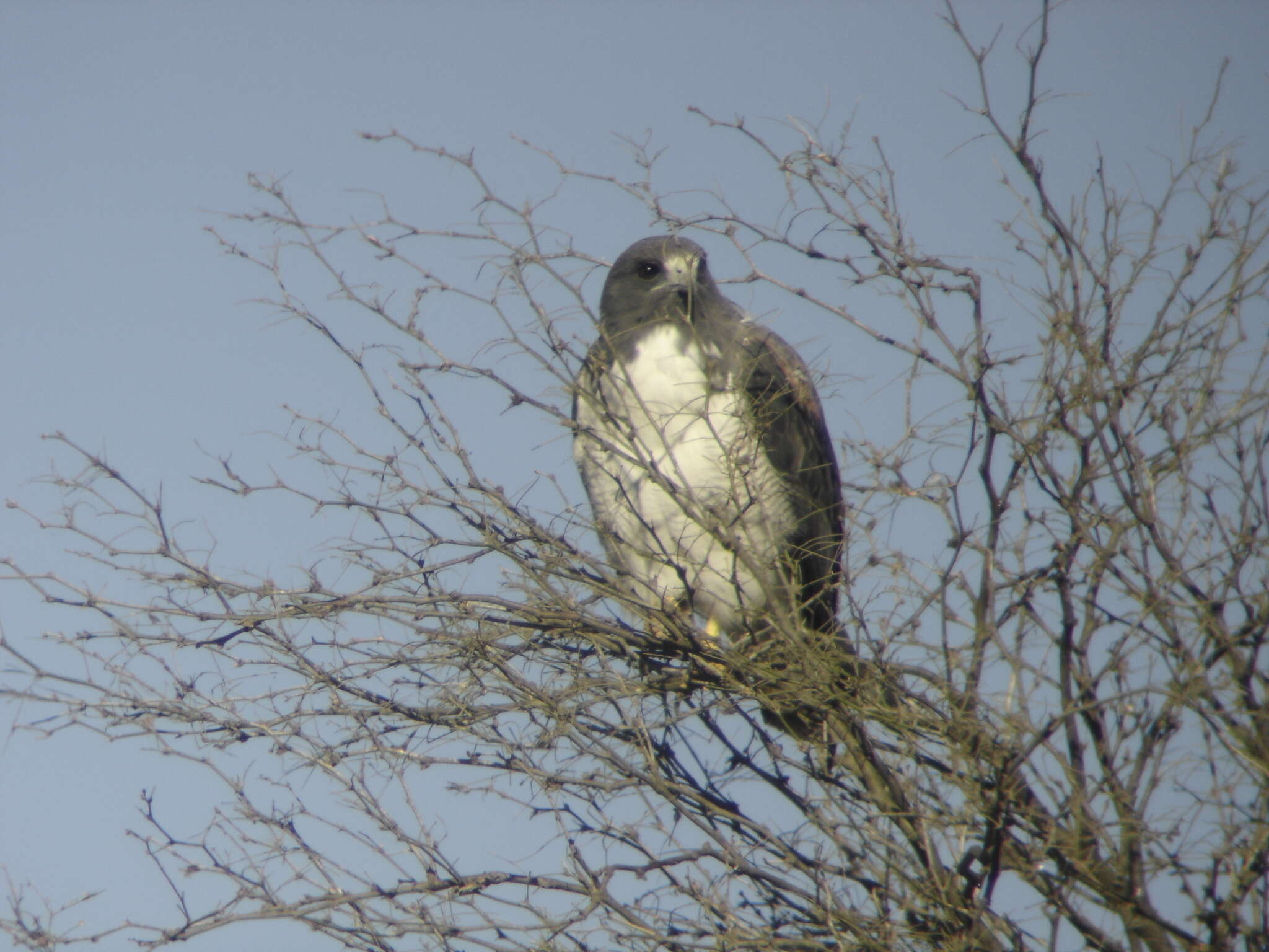 Geranoaetus albicaudatus (Vieillot 1816) resmi