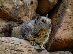 Image of Otospermophilus beecheyi atricapillus