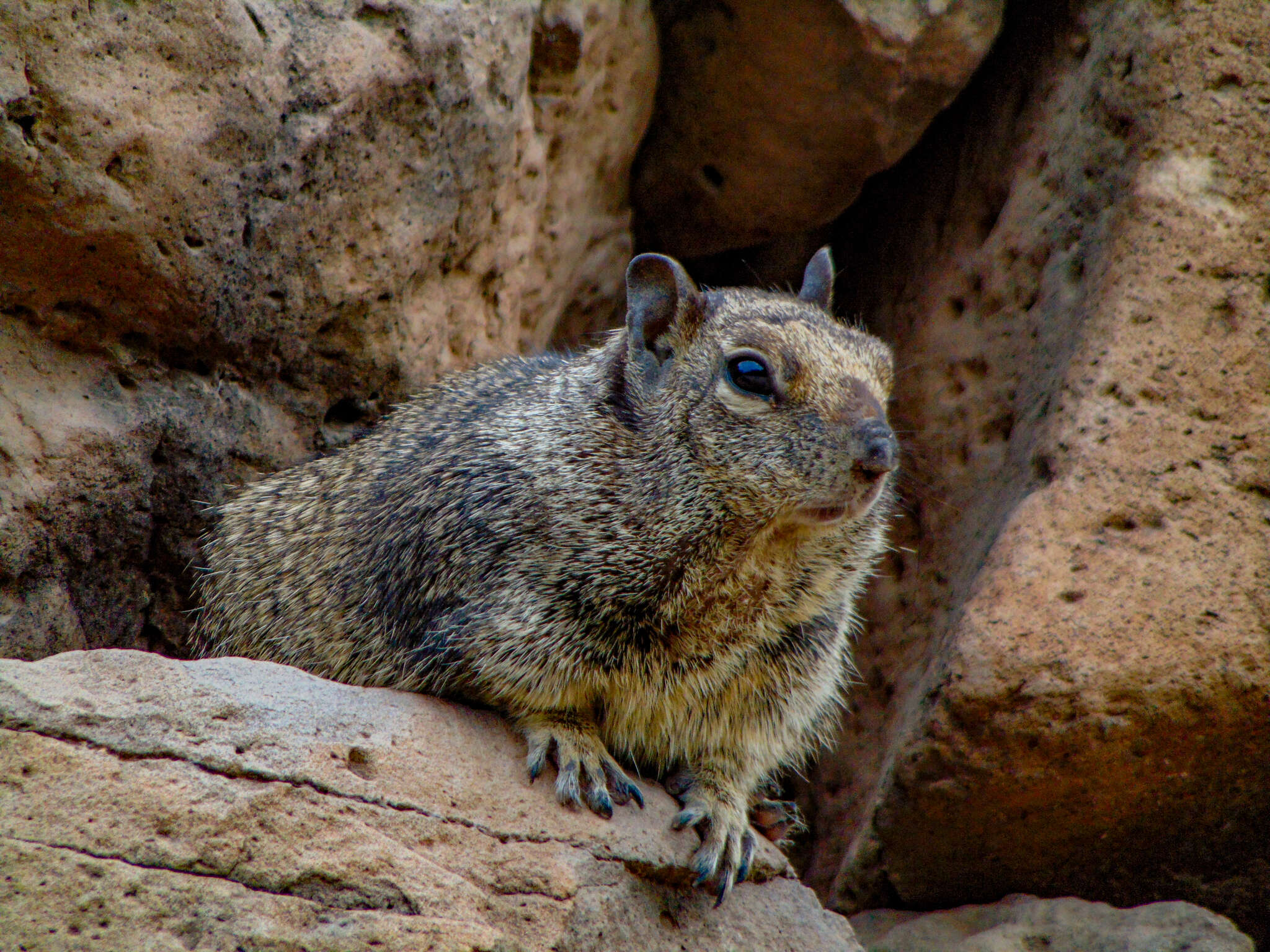 Image of Otospermophilus beecheyi atricapillus