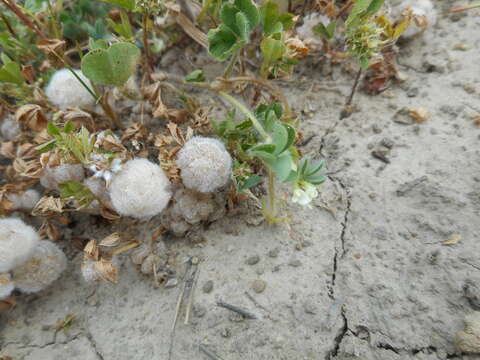 Image of woolly clover