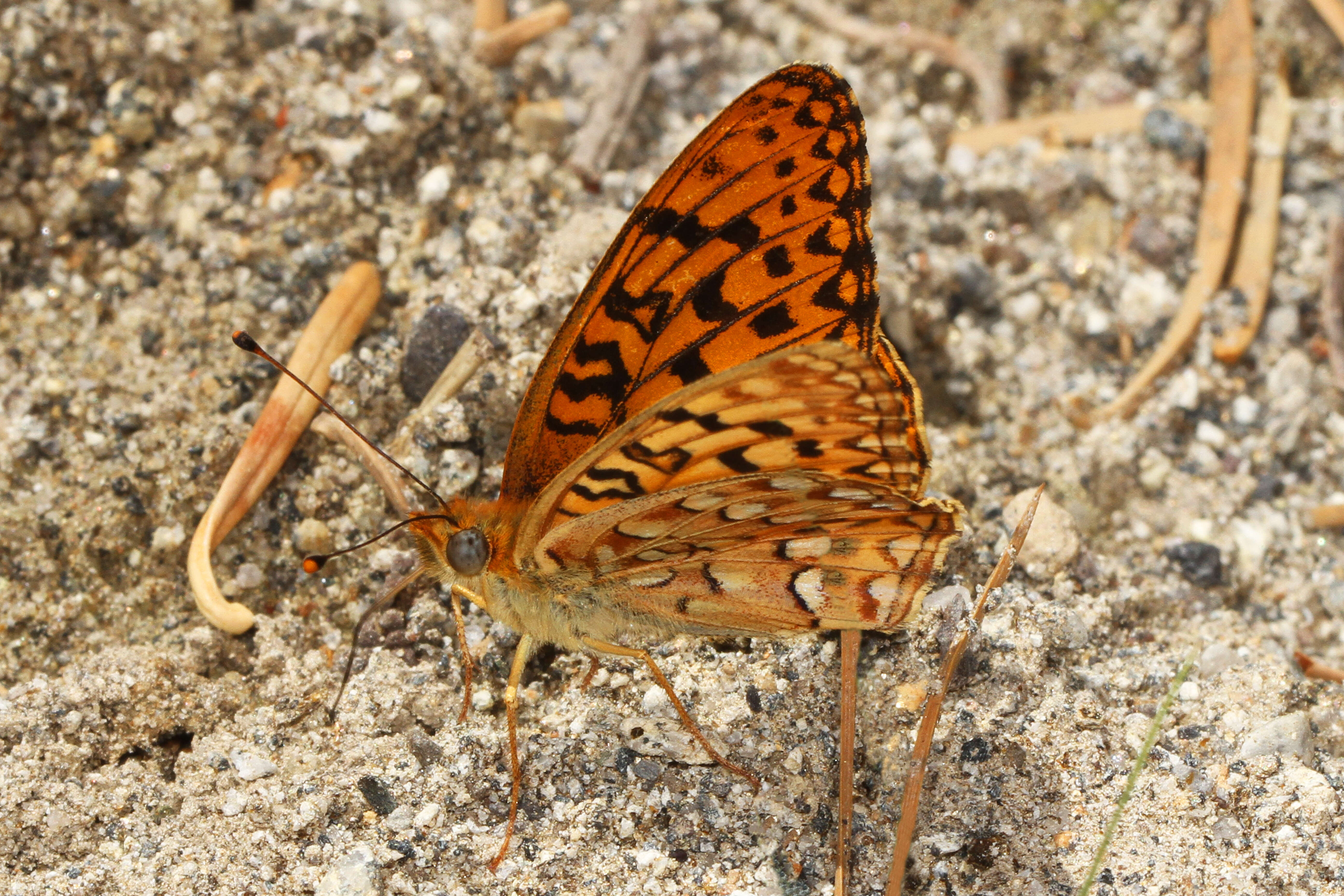 صورة Speyeria mormonia Boisduval 1869