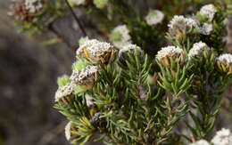 Image of Phylica vulgaris Pillans