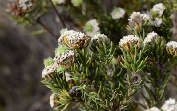 Imagem de Phylica vulgaris Pillans