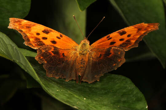 Image of Eastern Comma