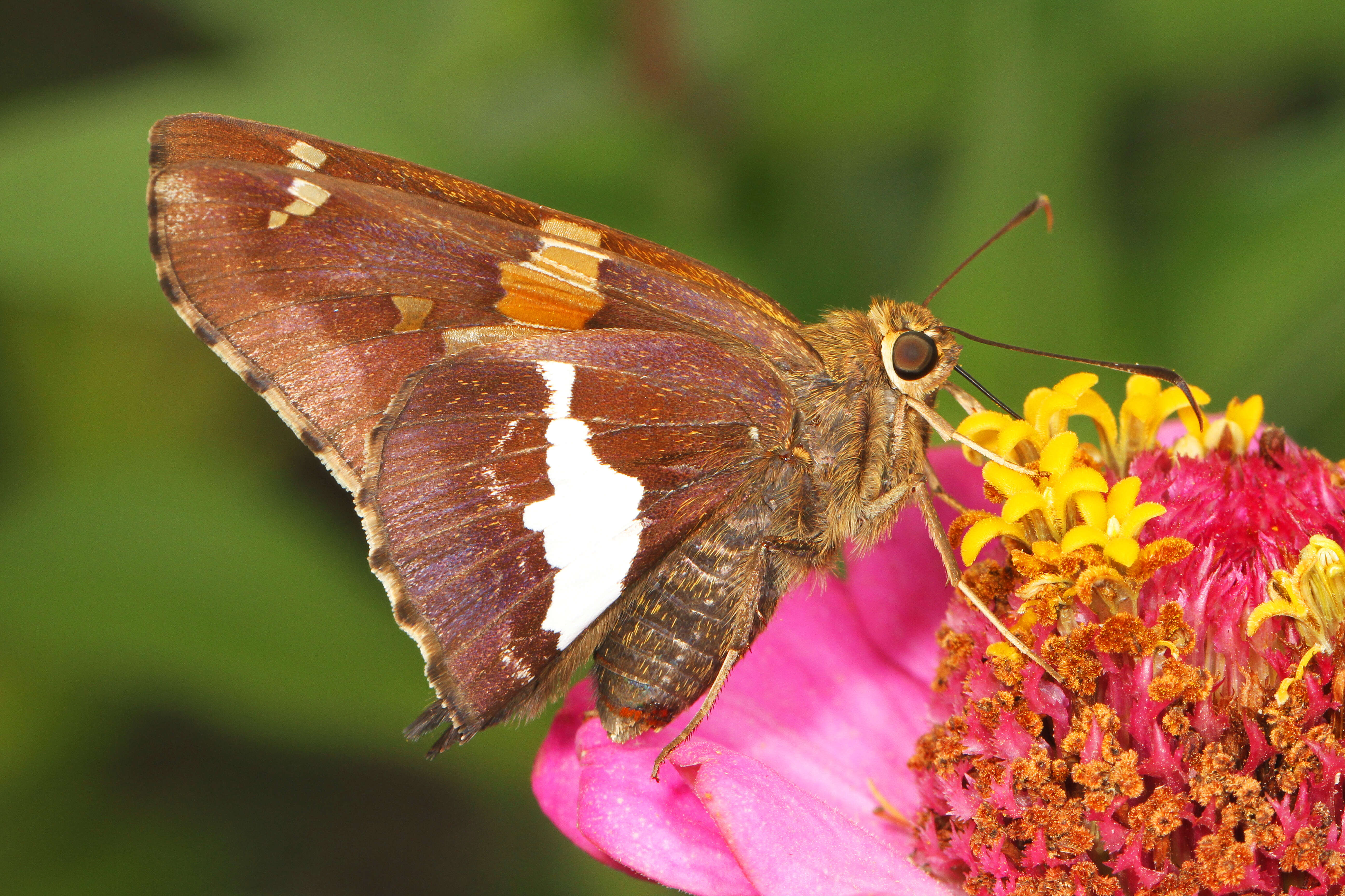 Image of Silver-spotted Skipper