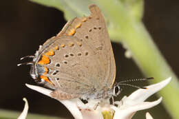 Image of California Hairstreak