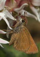 Image of Dun Sedge Skipper