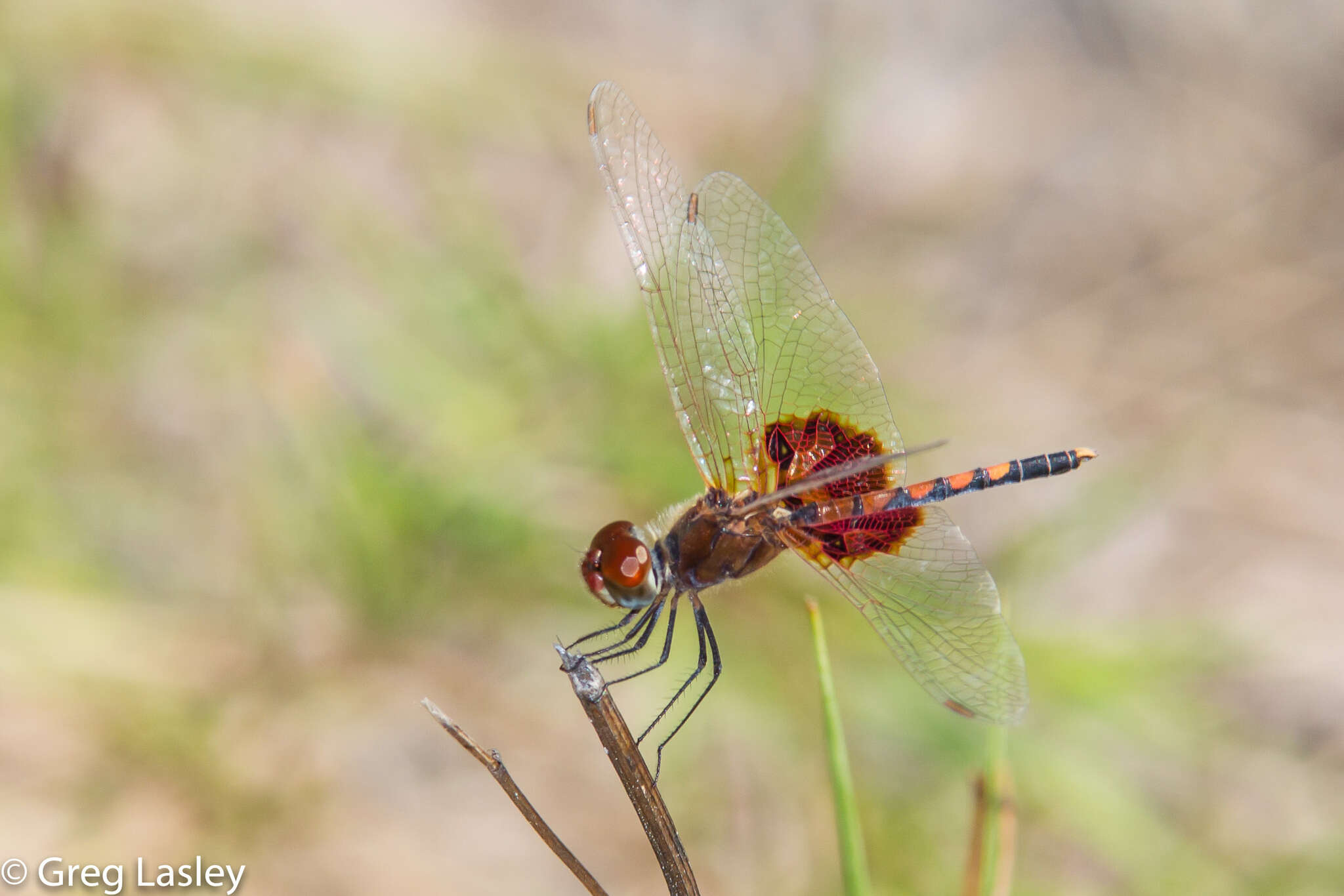 Imagem de Celithemis amanda (Hagen 1861)