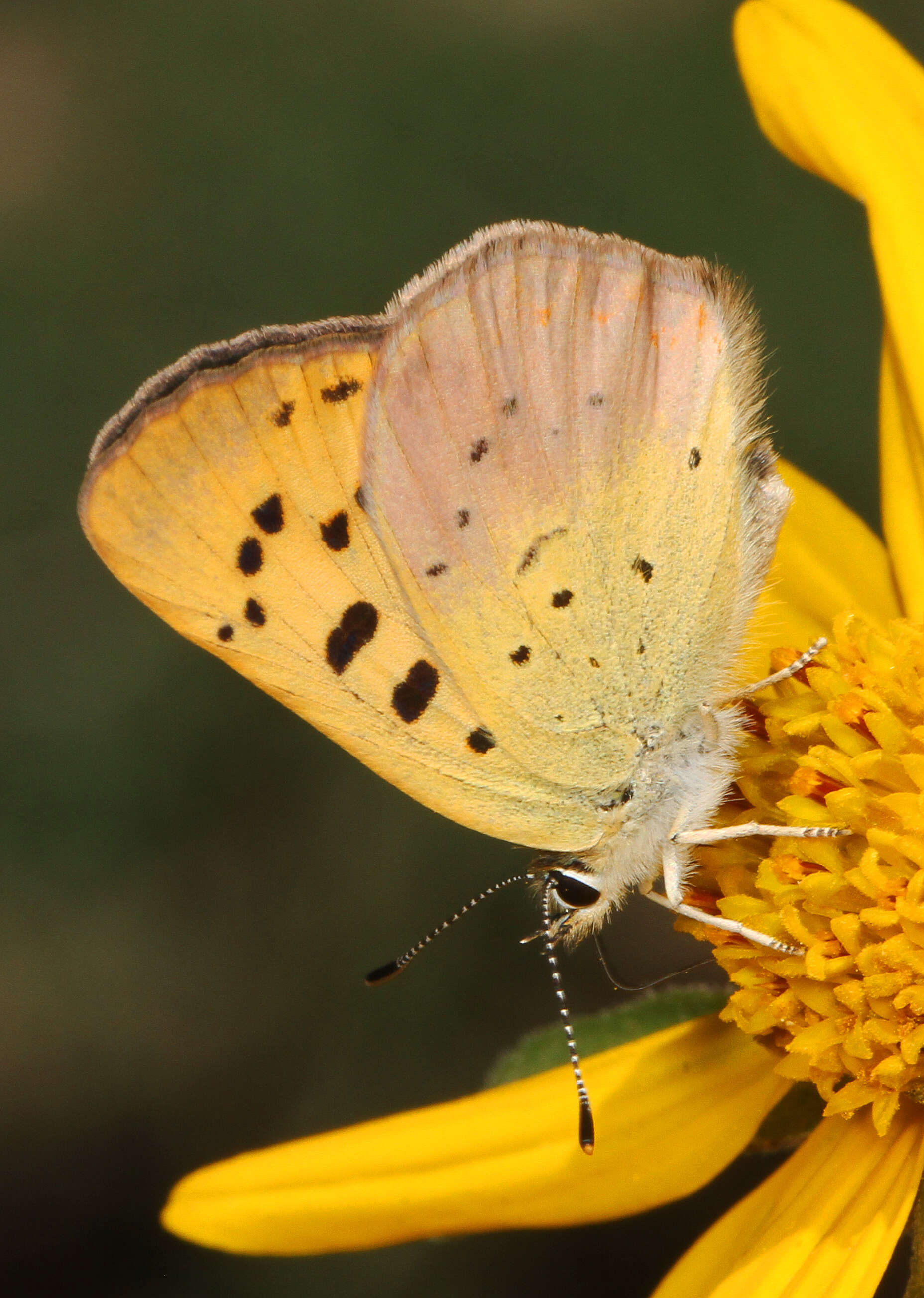 Image of Lilac-bordered Copper