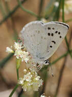 Image of Blue Copper