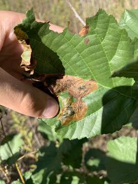 Image of European Alder leafminer