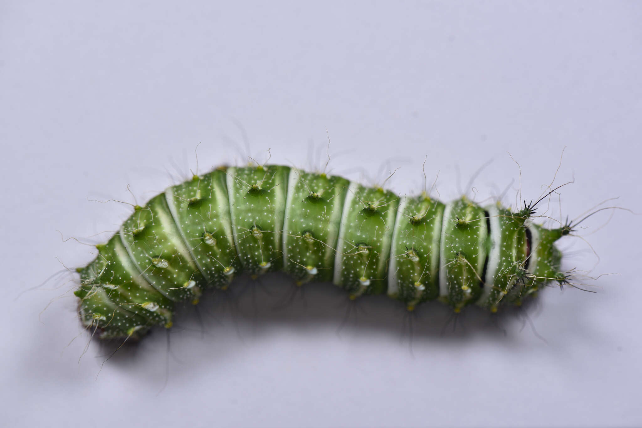 Image of Chinese Luna Moth