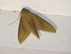 Image of Pale Brown Hawkmoth