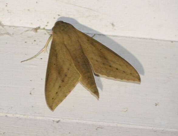 Image of Pale Brown Hawkmoth