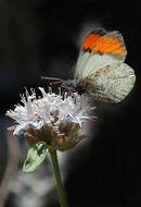 Image of Sara Orangetip