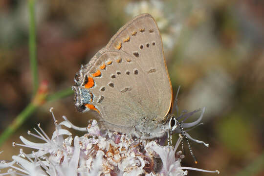 Image of California Hairstreak