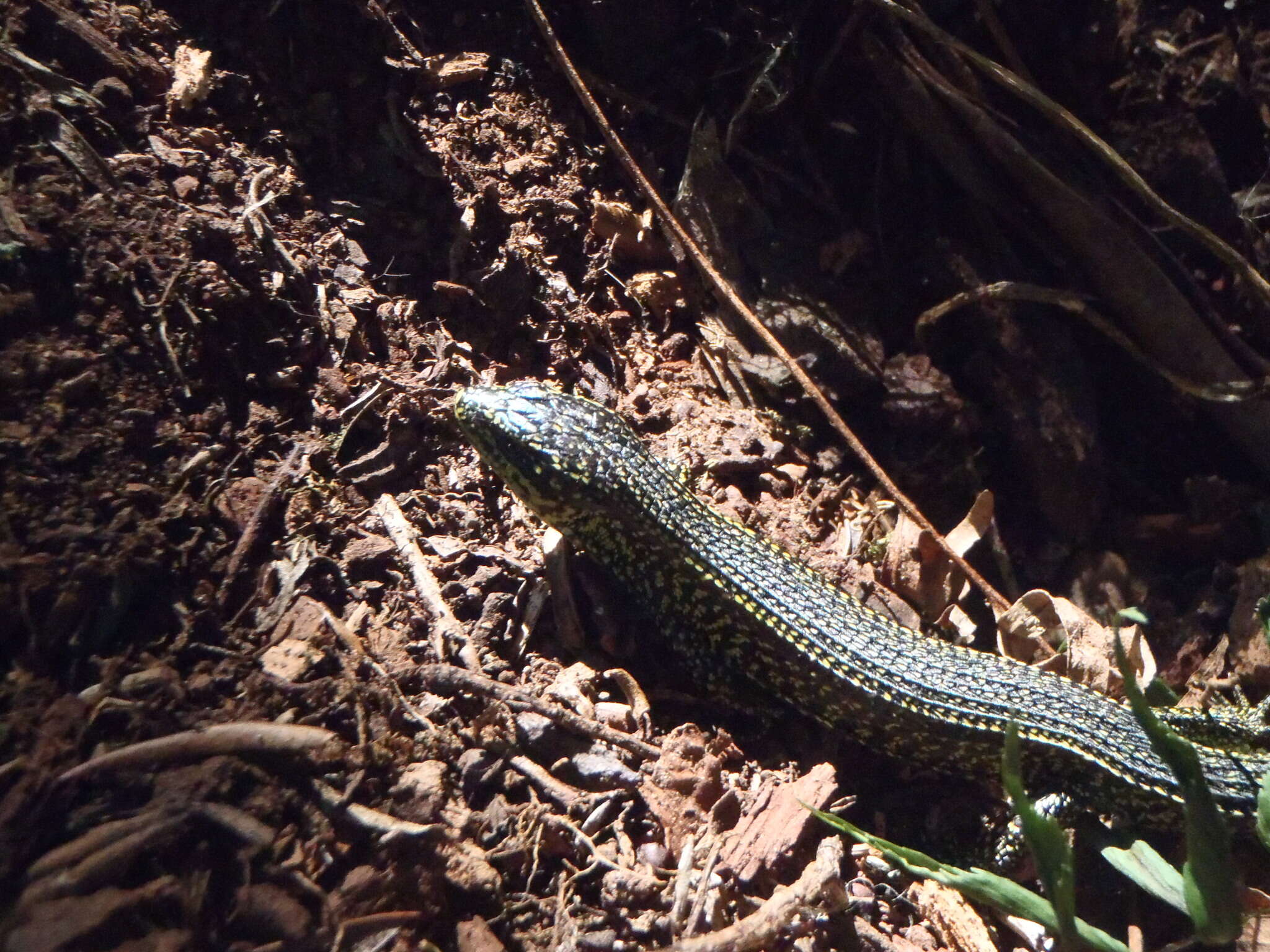 Image of Abronia monticola (Cope 1878)