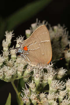 Image of White-M Hairstreak