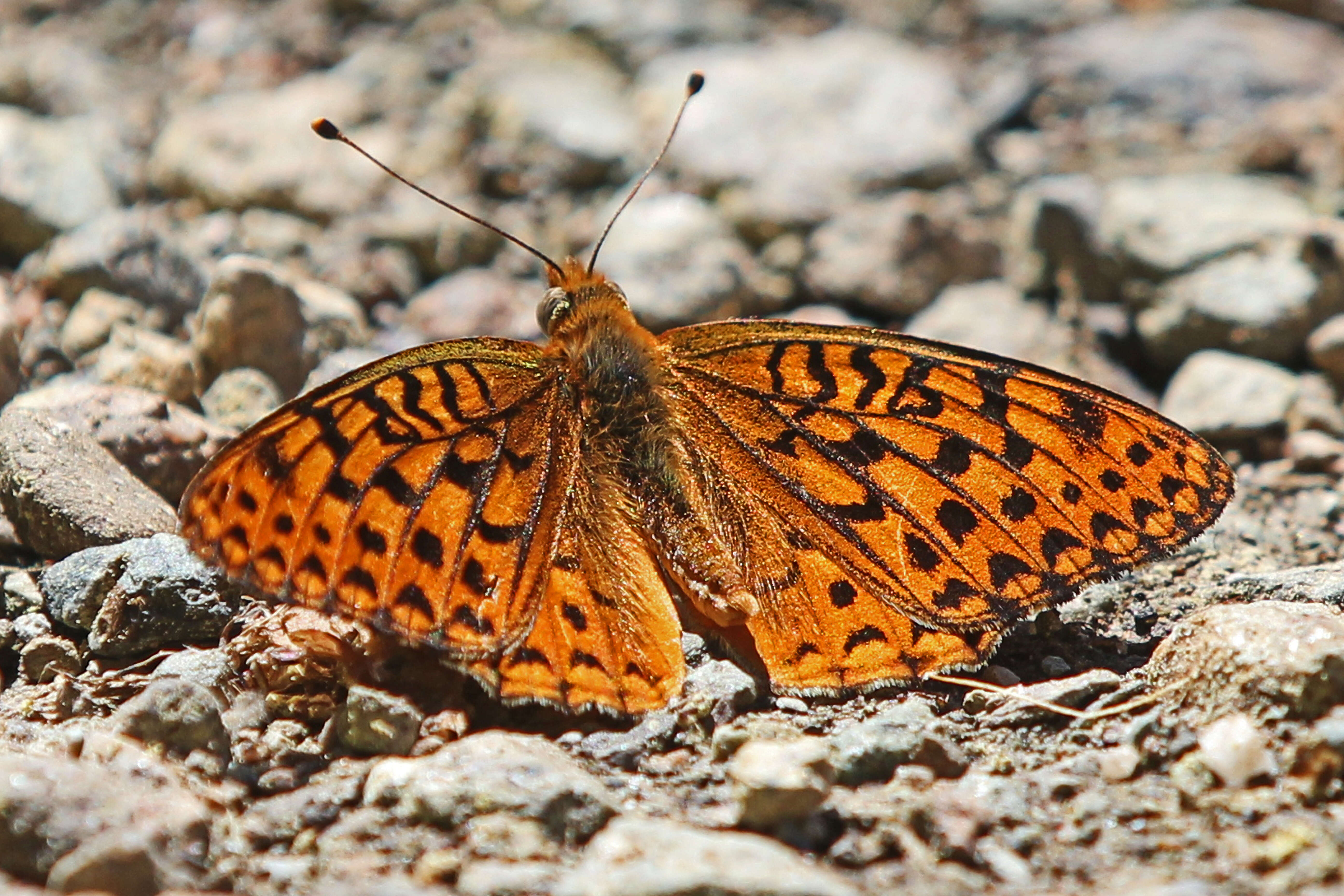 صورة Speyeria hydaspe Boisduval 1869