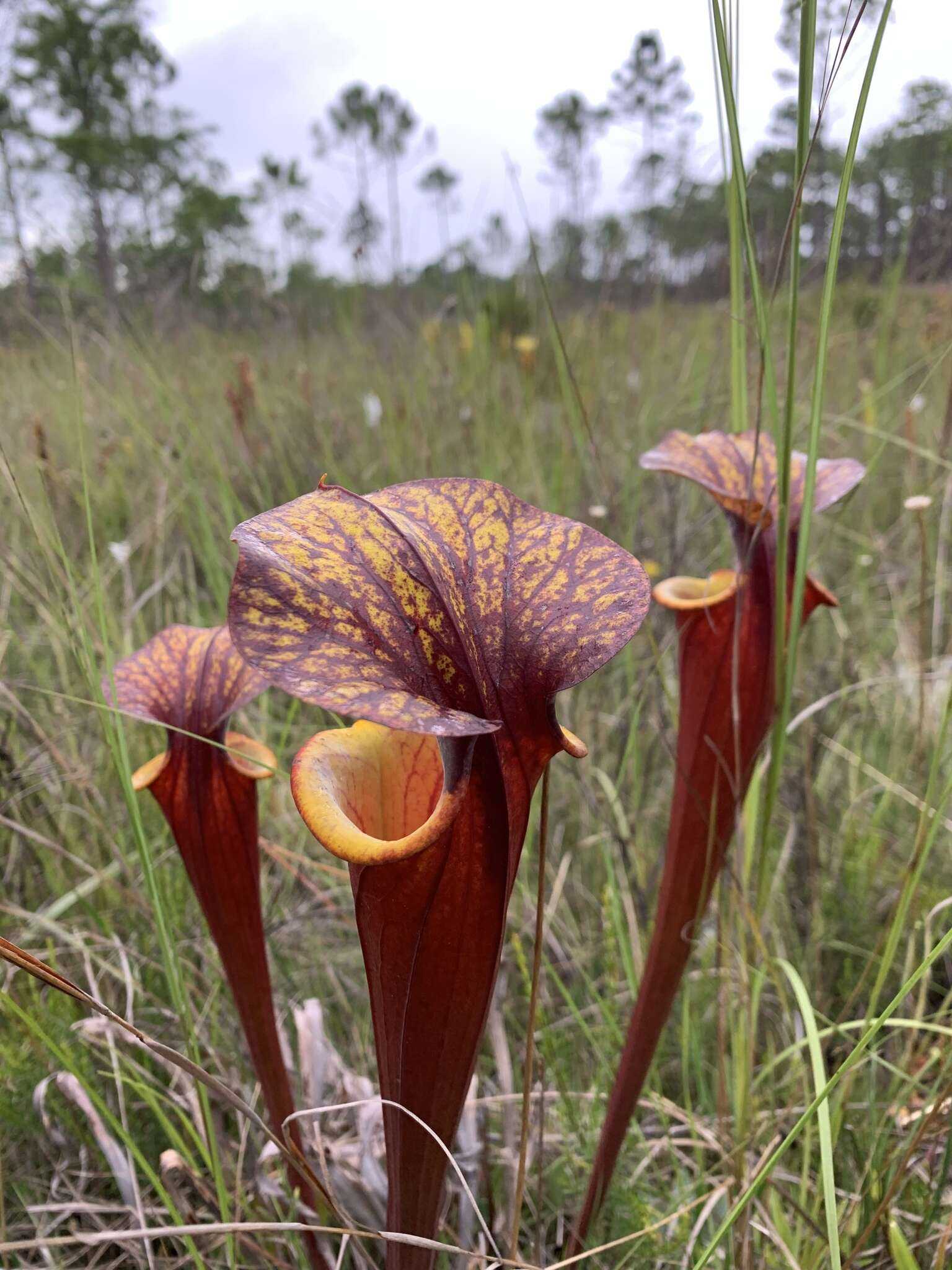 Image of <i>Sarracenia flava</i> var. <i>rubricorpora</i>