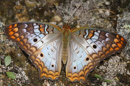 Image of White Peacock