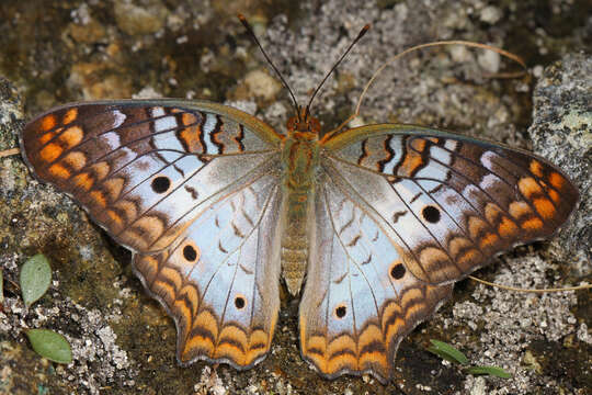 Image of White Peacock