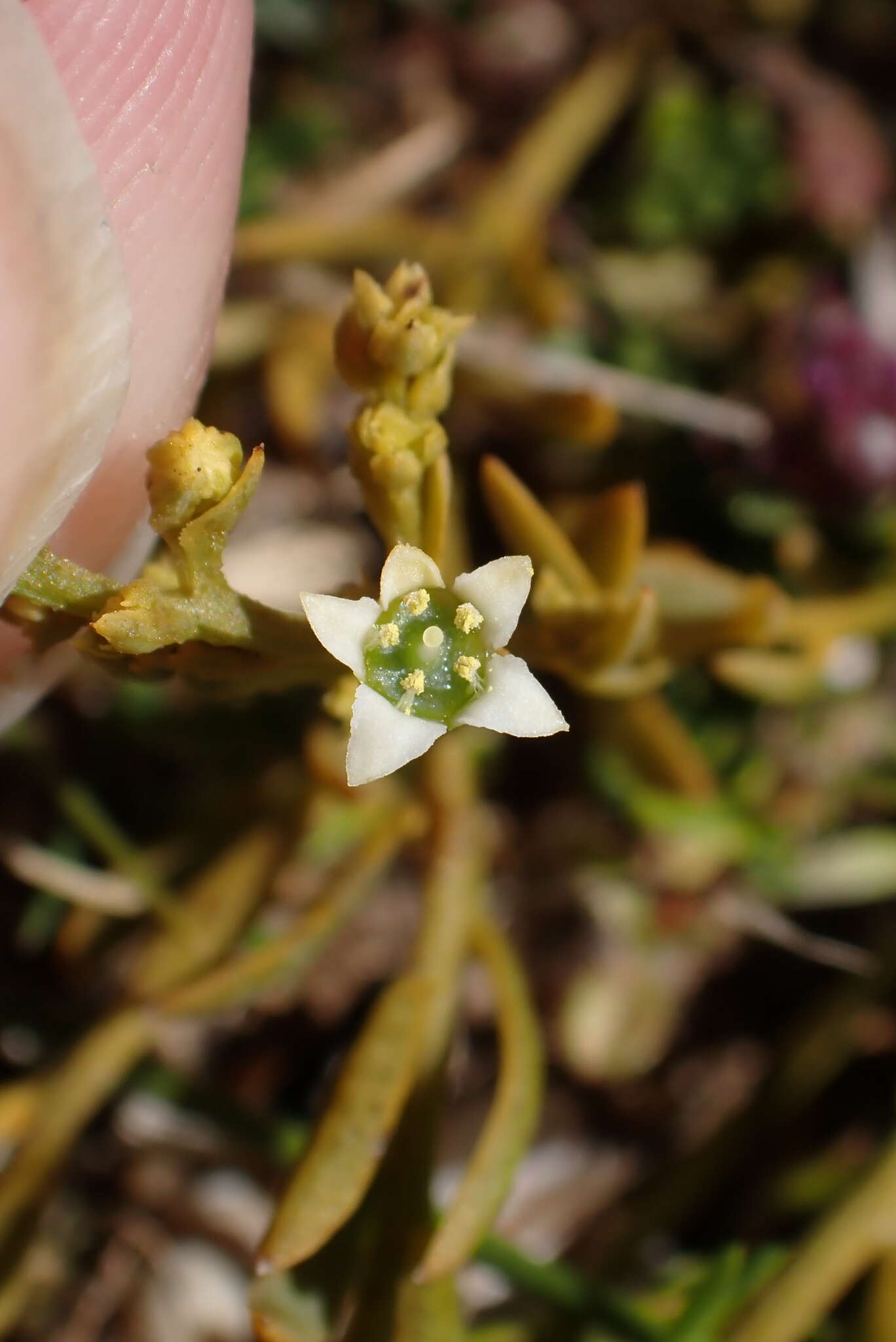 Image of bastard toadflax