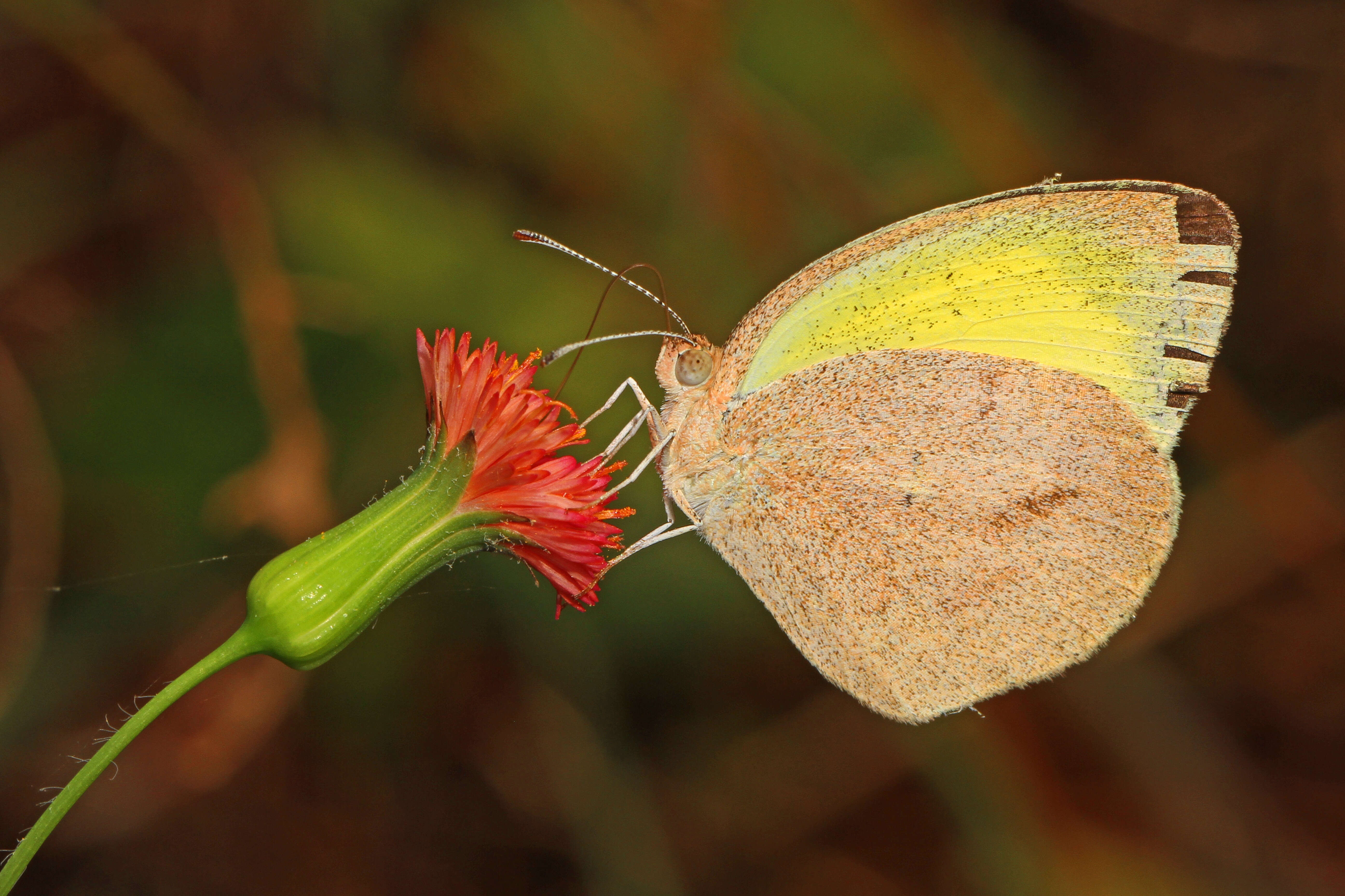 Image of Barred Yellow