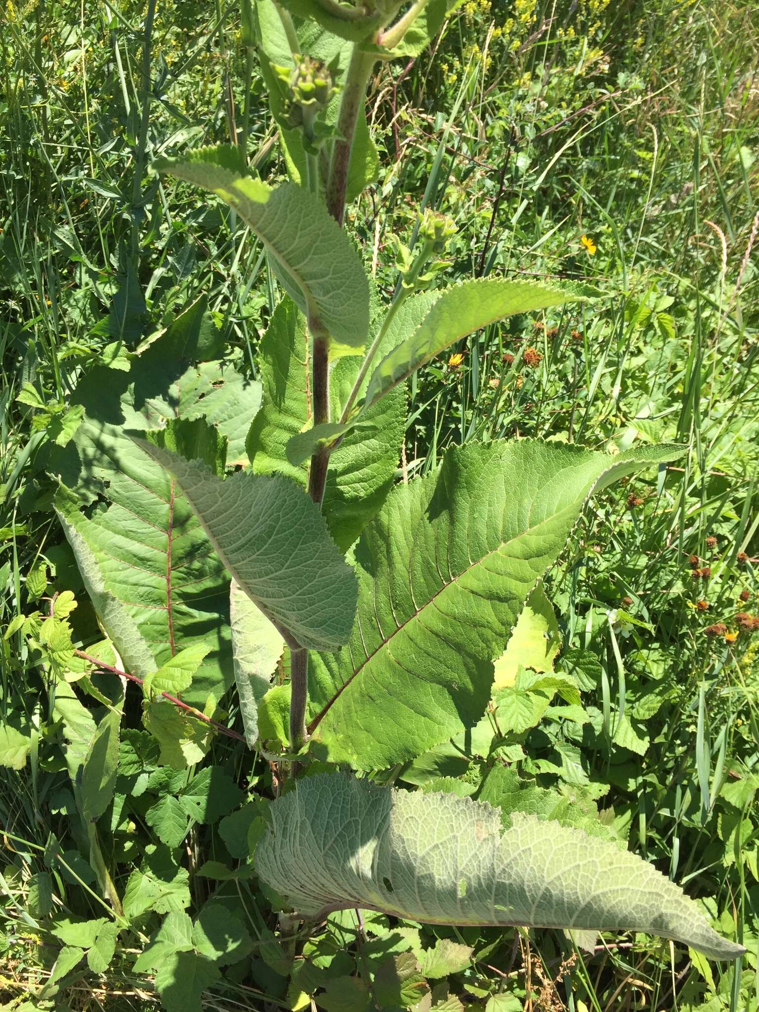 Inula helenium L. resmi