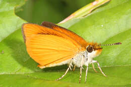 Image of Least Skipper