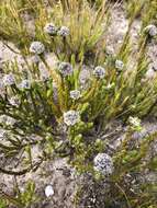 Image of Metalasia erectifolia Pillans