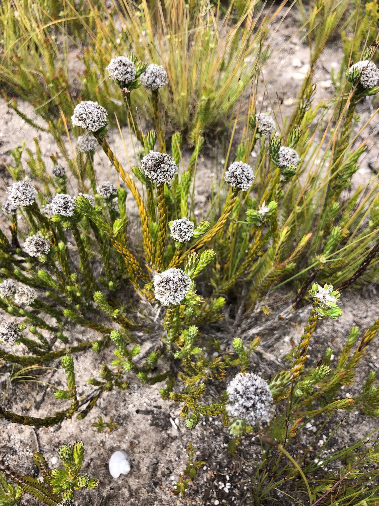 Image of Metalasia erectifolia Pillans