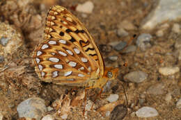 صورة Speyeria coronis Behr 1862