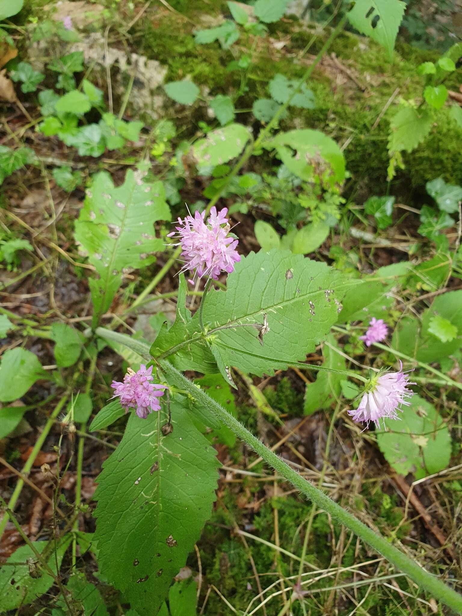 Image of Knautia drymeia Heuffel