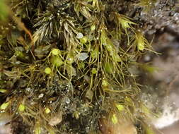 Image of acuminate pleuridium moss