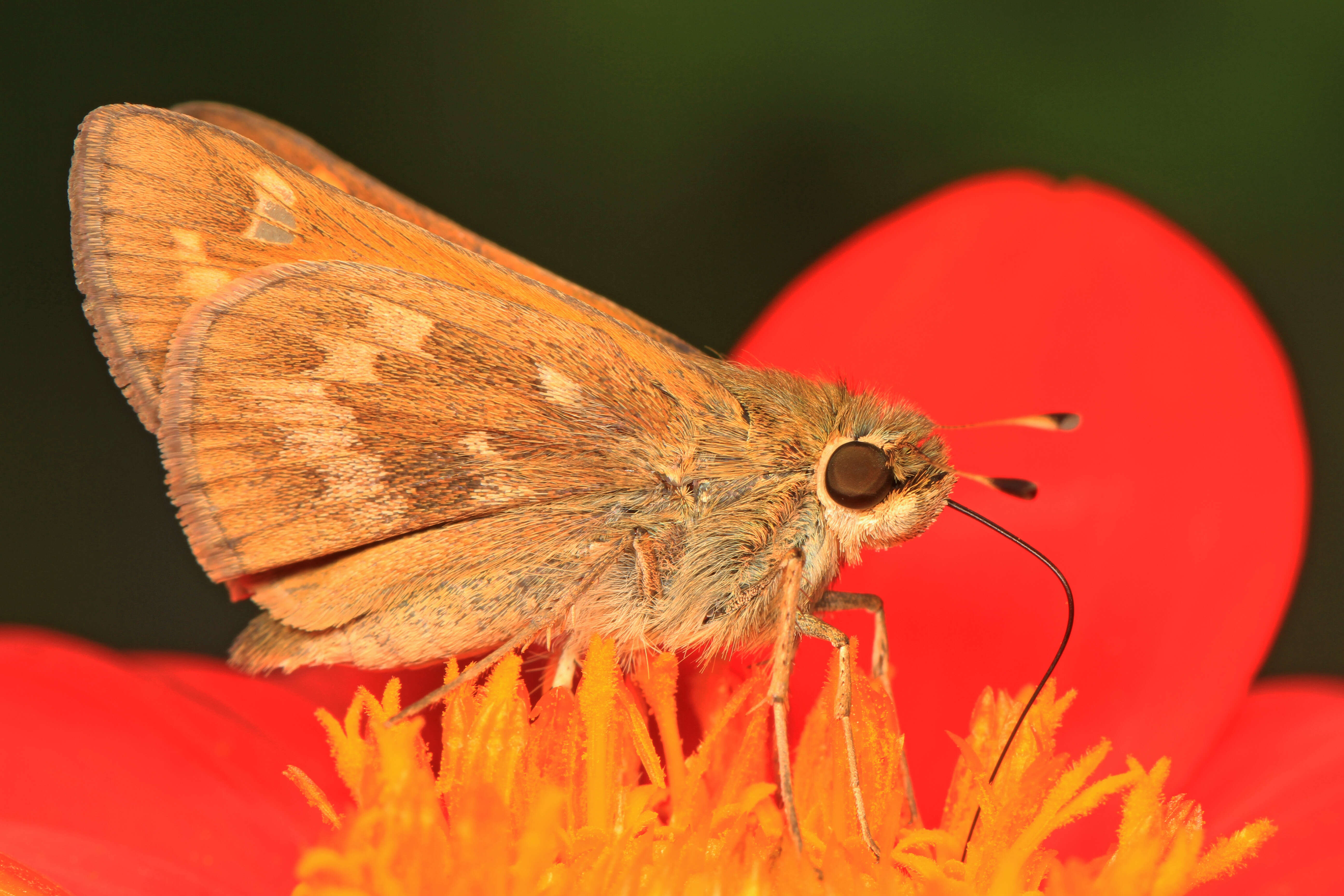 Atalopedes campestris Boisduval 1852 resmi