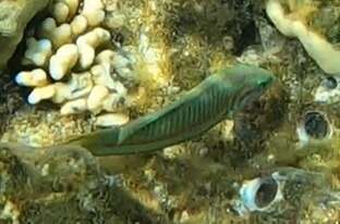 Image of Klunzinger's wrasse