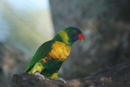 Image of Marigold Lorikeet