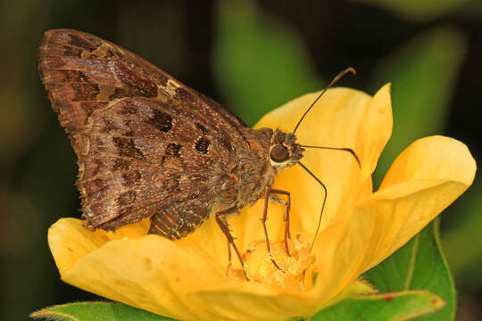 Image of Dorantes Longtail