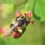 Image of Andrena rufosignata Cockerell 1902