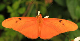 Image of Dryas