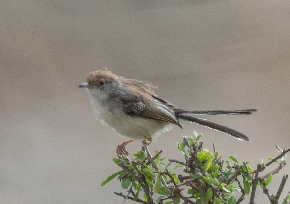 Plancia ëd Prinia rufifrons Rüppell 1840