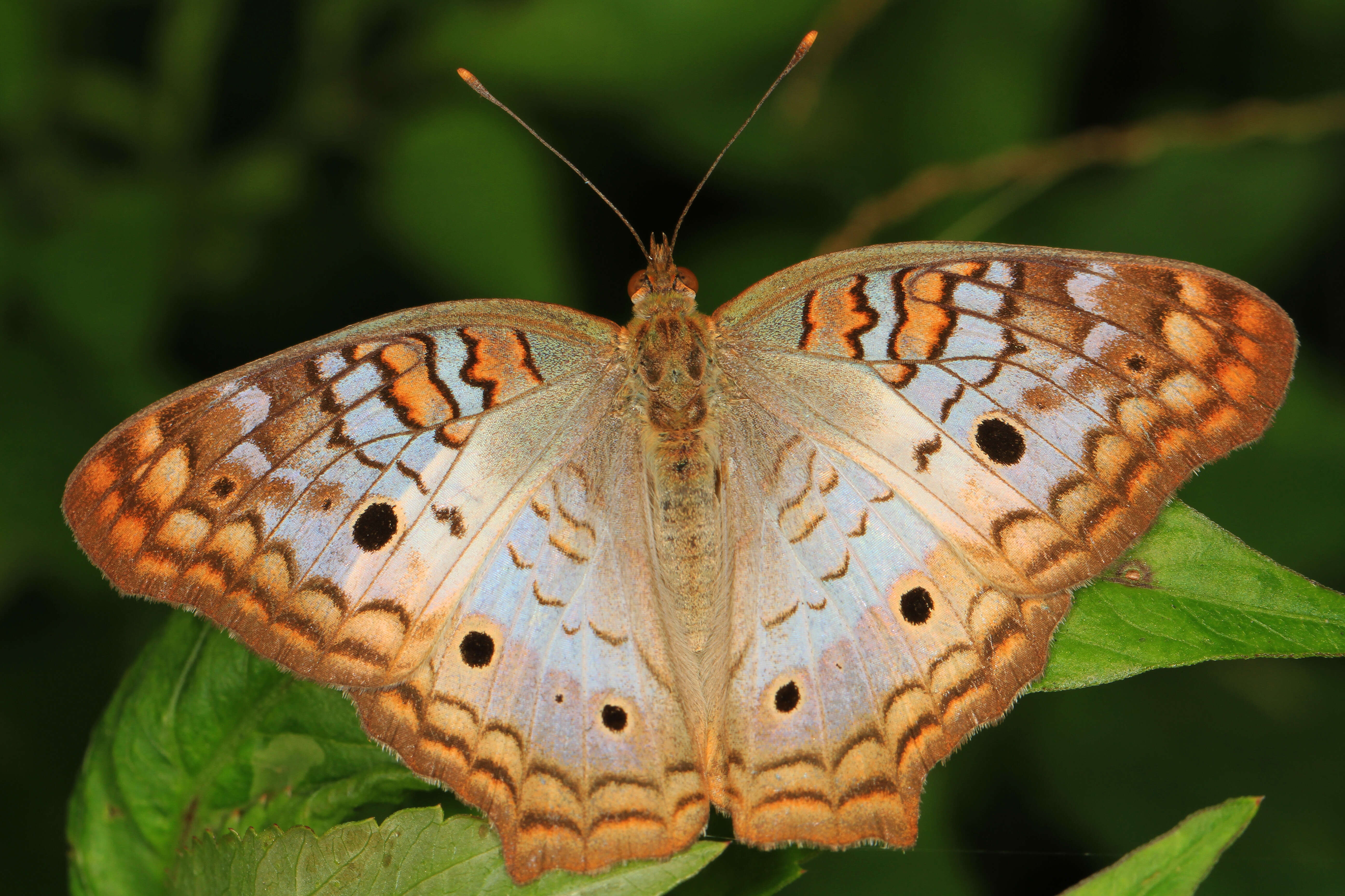 Image of White Peacock